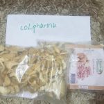 Drieds Pleurotus (edible mushrooms)
